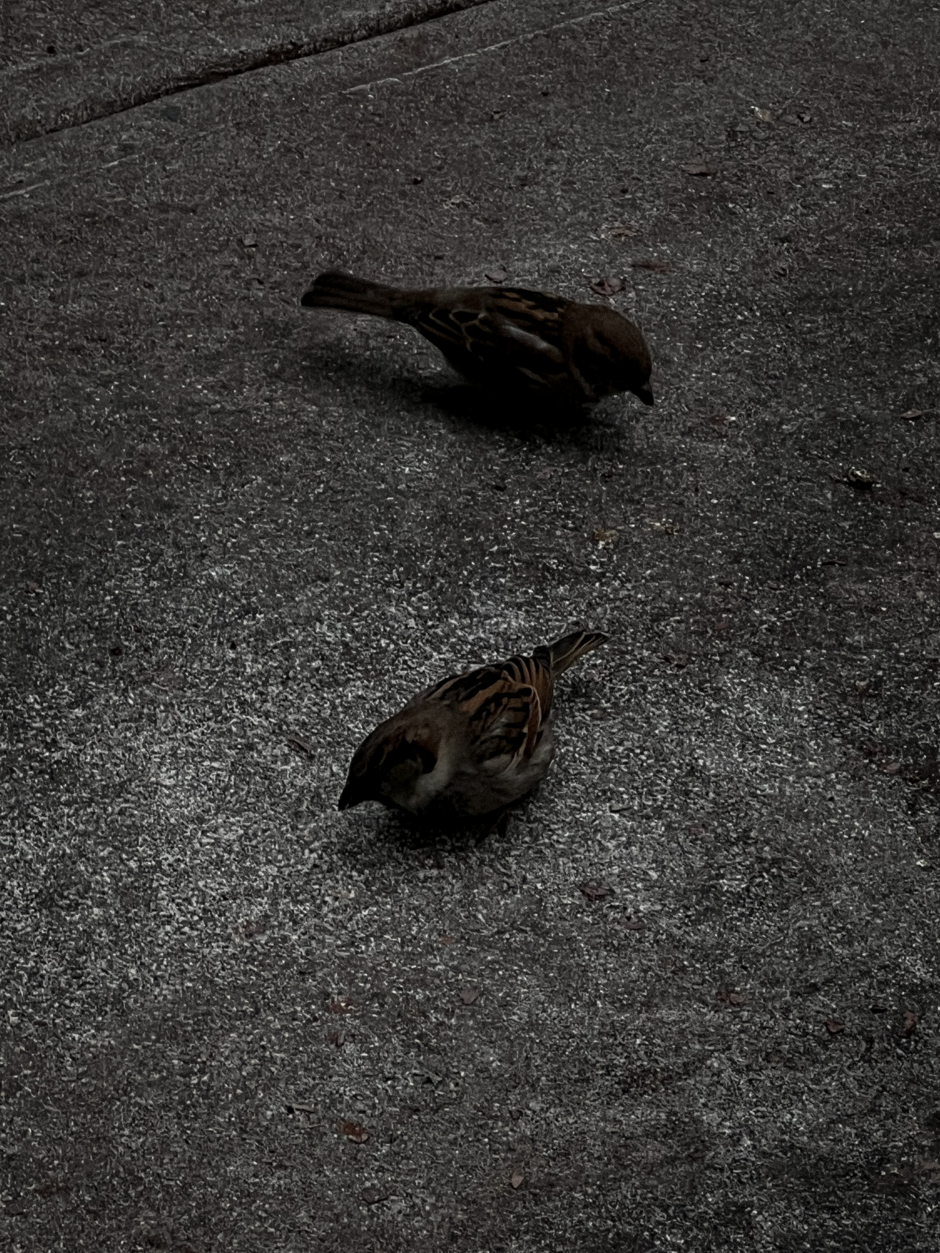 birds