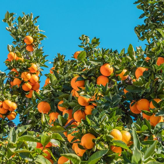 orangetree